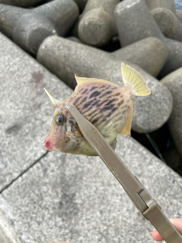 カワハギの釣果