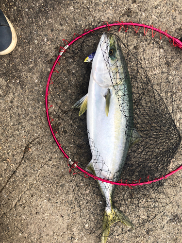 ハマチの釣果