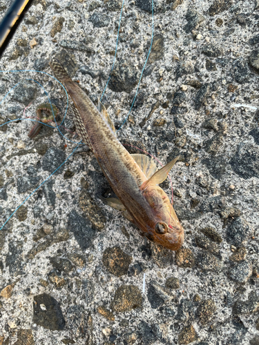 マハゼの釣果