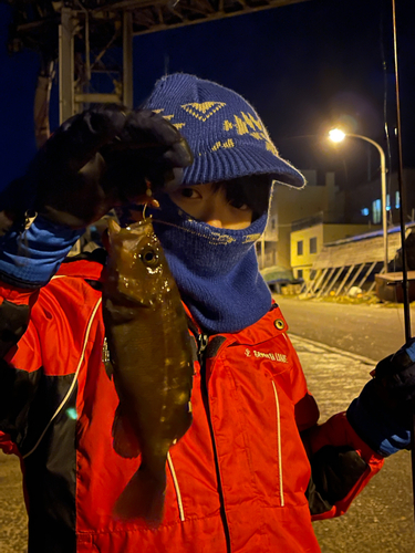 エゾメバルの釣果