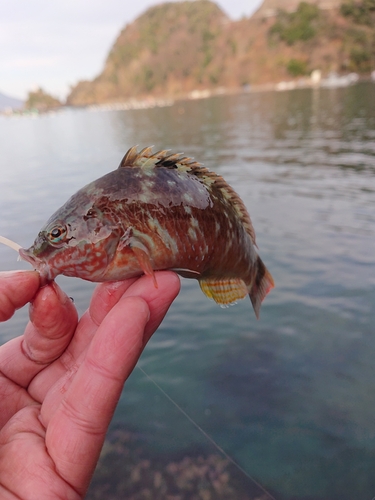 ベラの釣果