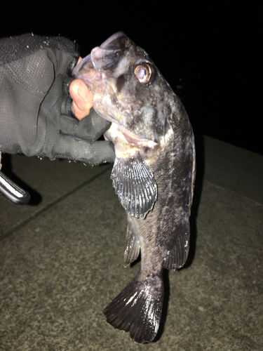 クロソイの釣果