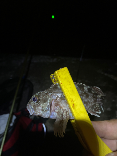 タケノコメバルの釣果