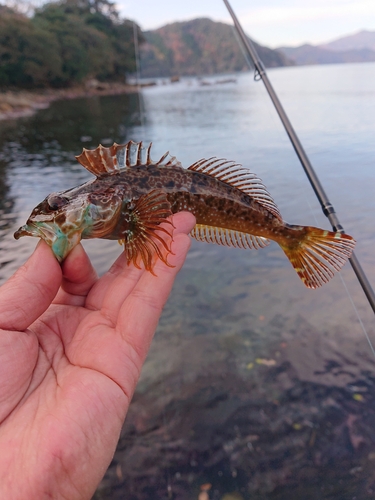 アナハゼの釣果