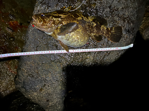 タケノコメバルの釣果