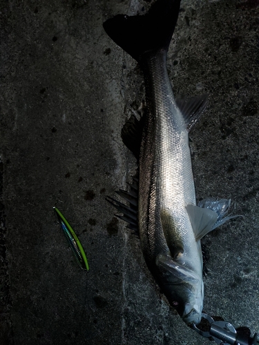 シーバスの釣果