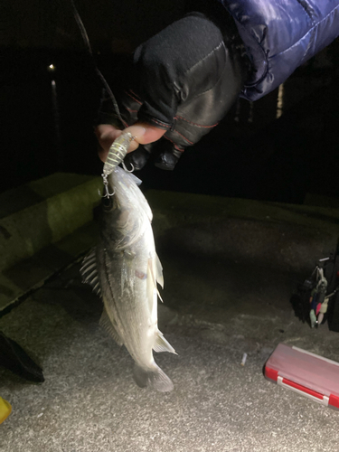 ヒイカの釣果