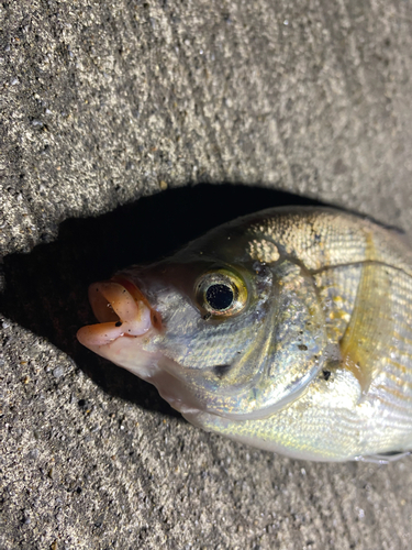 ウミタナゴの釣果