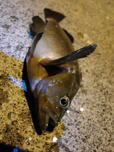 エゾメバルの釣果