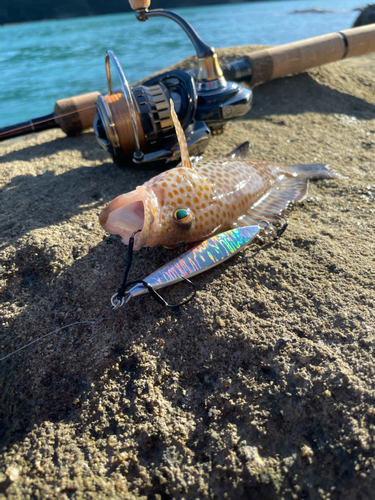 オオモンハタの釣果