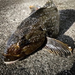 アイナメの釣果