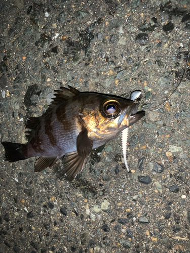 アカメバルの釣果