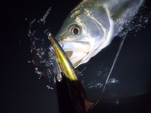 スズキの釣果