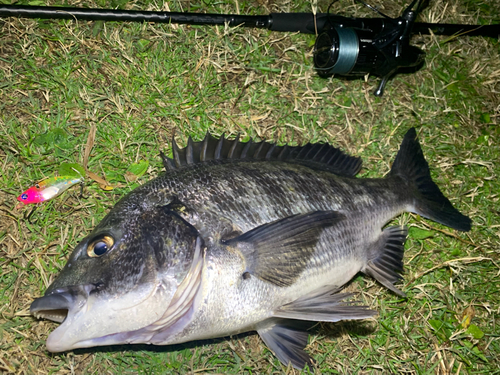 チヌの釣果