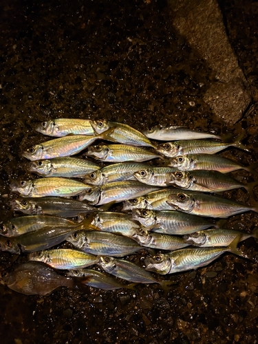 アジの釣果