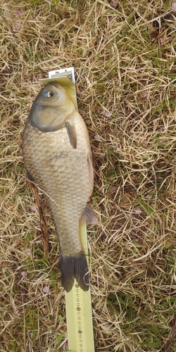 ヘラブナの釣果