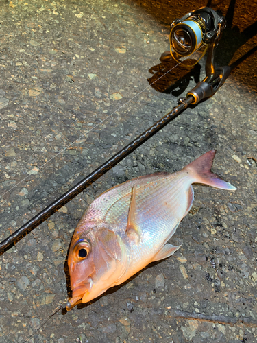 マダイの釣果