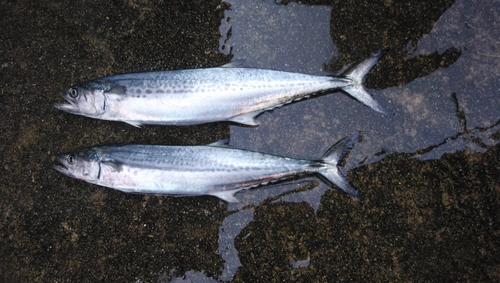 サゴシの釣果