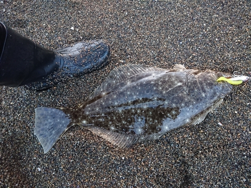 ヒラメの釣果