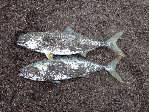 イナダの釣果