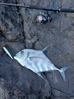 イトヒキアジの釣果