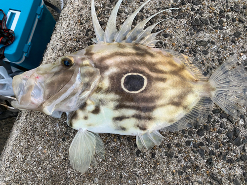 マトウダイの釣果