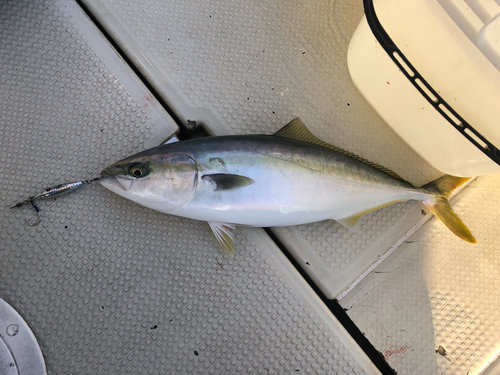 ヤズの釣果