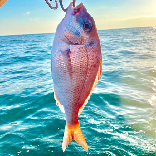 マダイの釣果