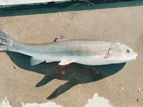 マルタウグイの釣果