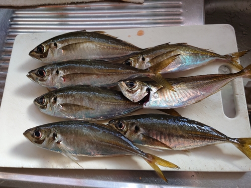 アジの釣果