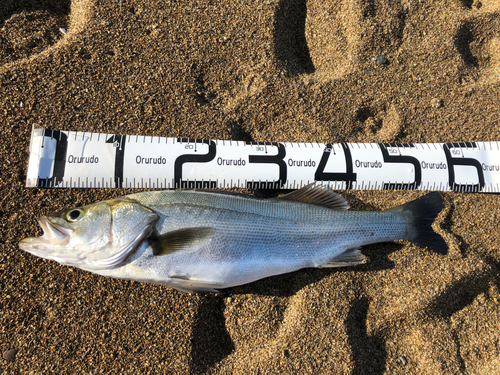 スズキの釣果