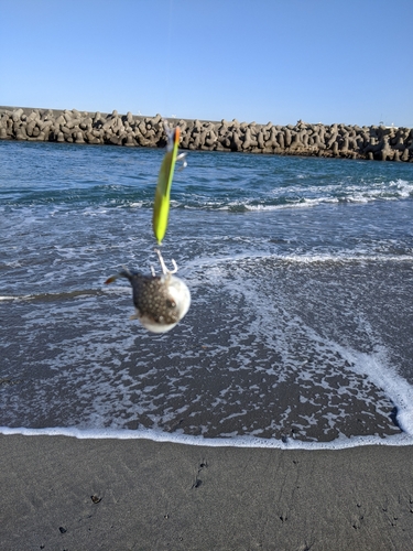 クサフグの釣果