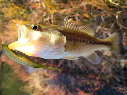 釣果