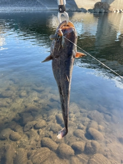 ナマズの釣果