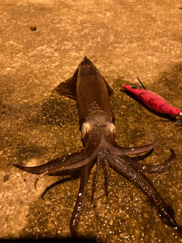 ヒイカの釣果