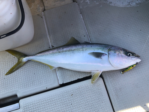 ハマチの釣果