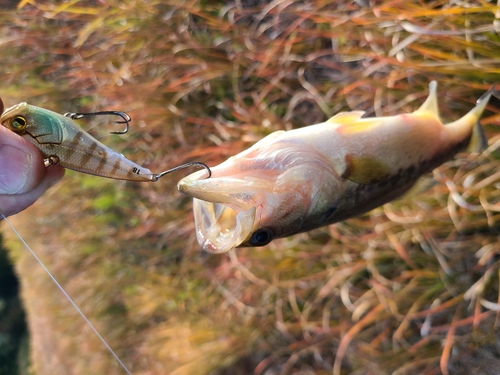 釣果