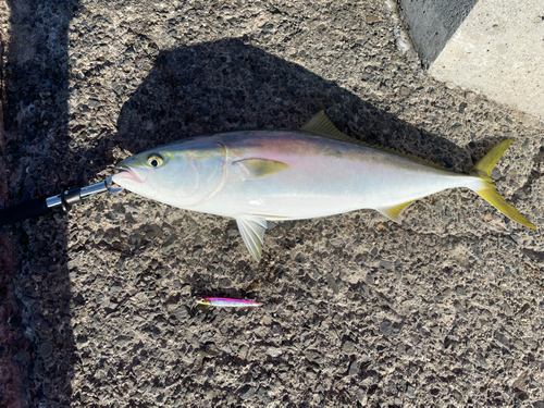 ハマチの釣果