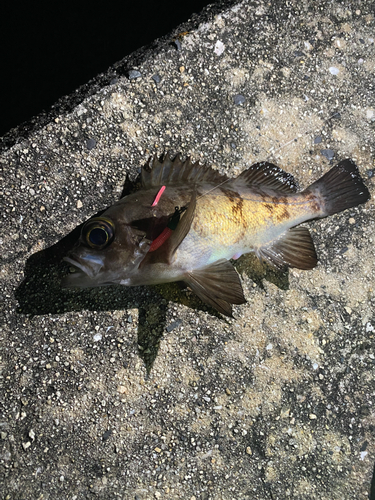 メバルの釣果