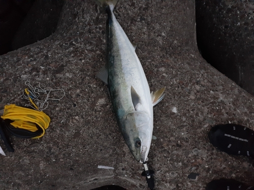 メジロの釣果