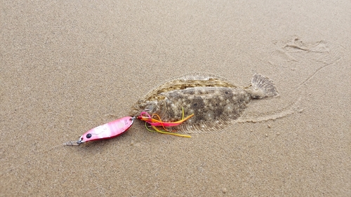 ソゲの釣果