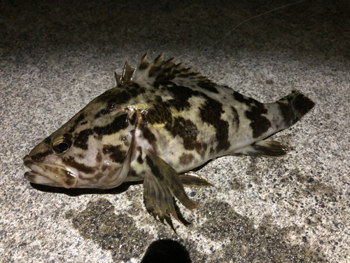 タケノコメバルの釣果