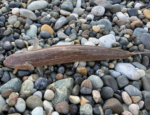 エソの釣果