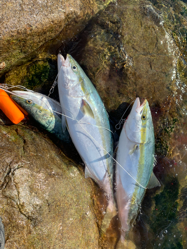 ハマチの釣果