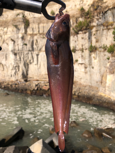 ドンコの釣果