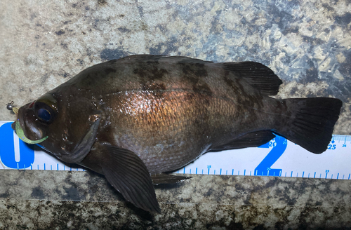 メバルの釣果