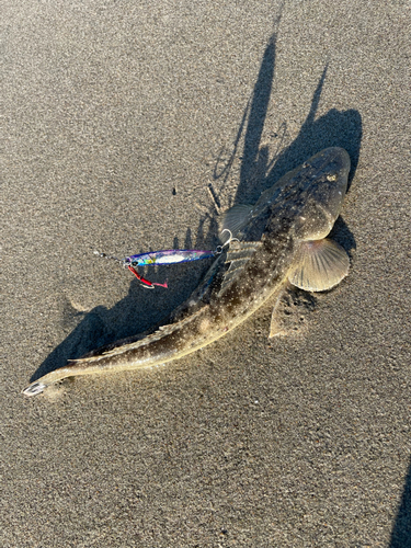 マゴチの釣果