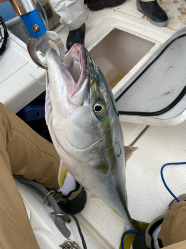 ブリの釣果