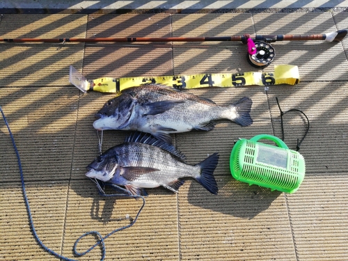 クロダイの釣果