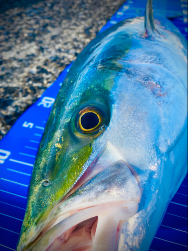 ハマチの釣果